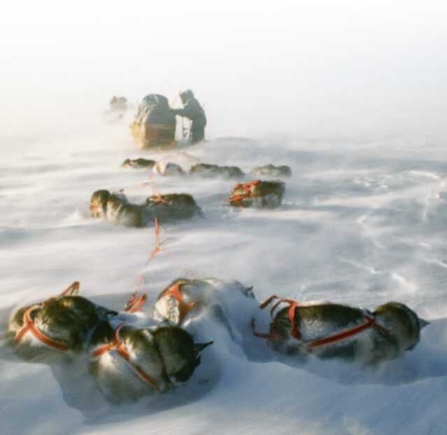Transantarctica’s sled dogs