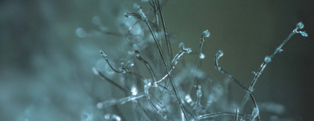 Das Bruchbild eines Seils unter dem Mikroskop